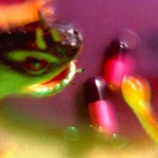 Bush Tetras - Take the Fall 1LP