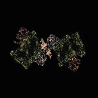 WOODSMAN - Woodsman (Lemon Lime Vinyl)