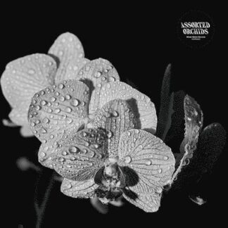 Assorted Orchids - Assorted Orchids 1LP