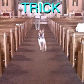 Alex G - Trick 2LP
