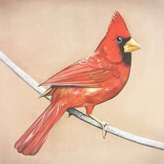 ALEXISONFIRE - OLD CROWS/YOUNG CARDINALS