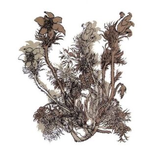 Cheval De Frise - Fresques Sur Les Parois Secretes Du Crane 1LP