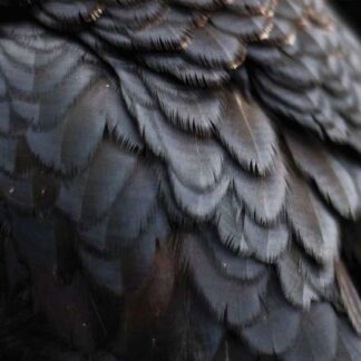 Ex People - Bird 1LP