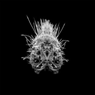Selm - Tiiier / Post-Adrenaline 1LP