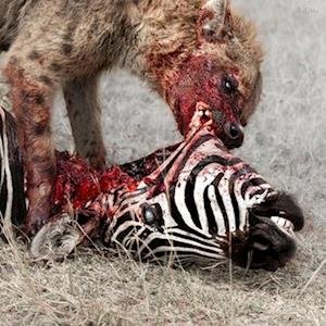 God is War - Predation Perfected 1LP