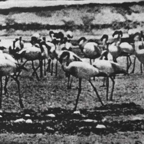 Kellarissa - Flamingo 1CD