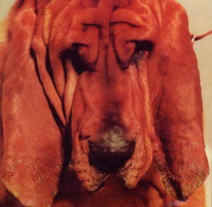 Ty Segall - Goodbye Bread 1CD