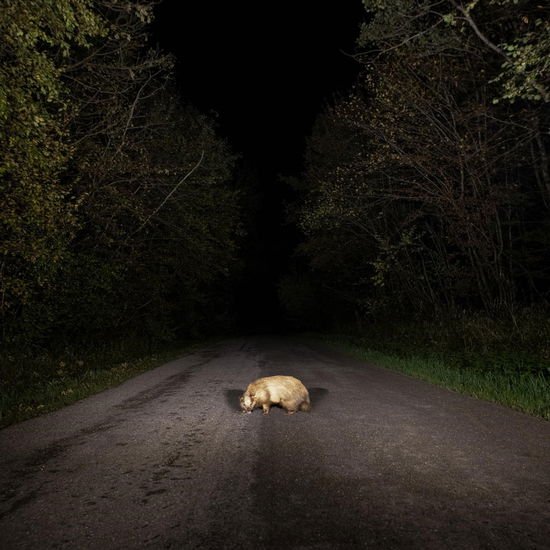 Stonks - Badger 1CD