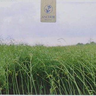 Anchor - Recovery 1CD