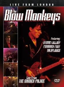 Blow Monkeys - Live From London DVD