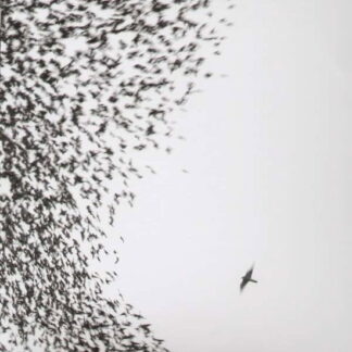 Wilco - Sky Blue Sky 2-LP