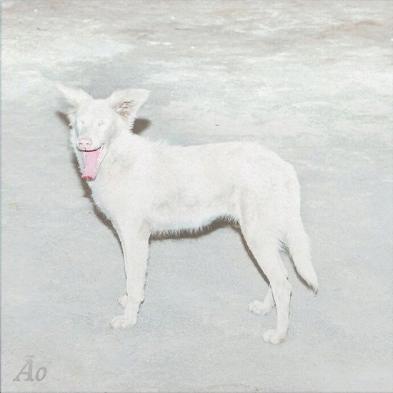 Ao - Malandra 1-LP