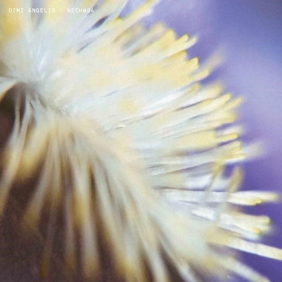 Angelis, Dimi - Nech034 1-Vesair